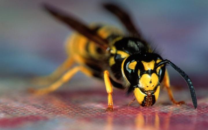 wasp