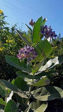 calotropis_gigantea_plant-ogv