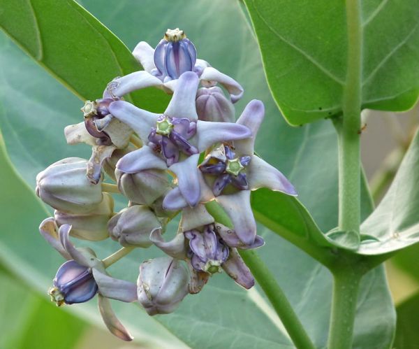 calotropis_gigantea-jpgwiki