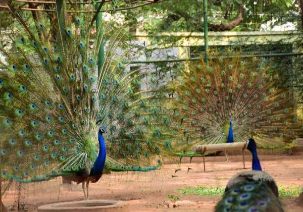 cbe-peacocks-mayil