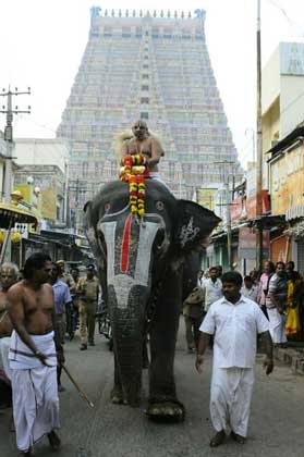 elephant-srirangam-dinm