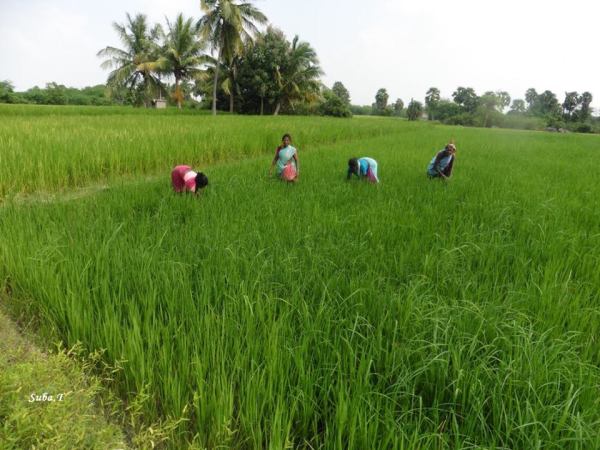 field-in-dalavanur-suba