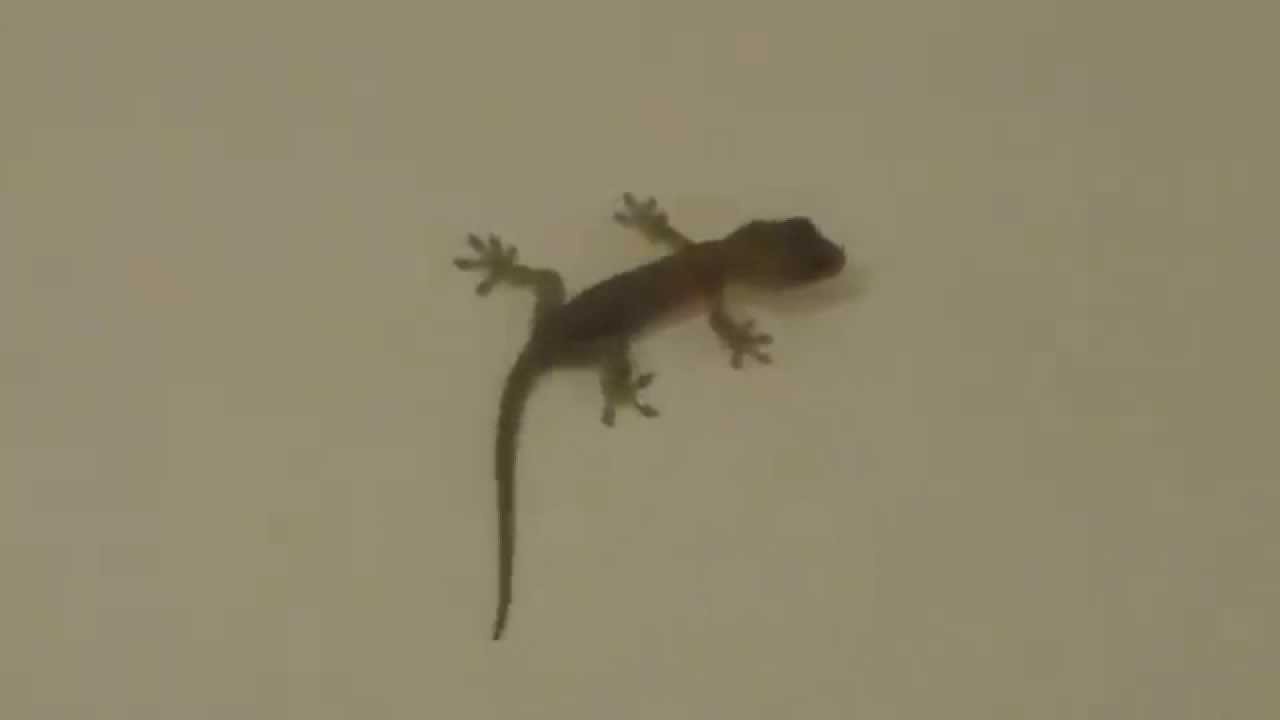 lizard3