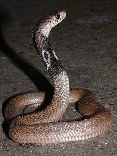 snake-cobra