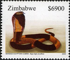 snakes-banded-egyptian-cobra