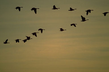 a7747-best2bbird2bmigration