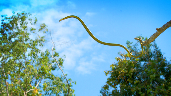 04597-snakesthatfly_600x337