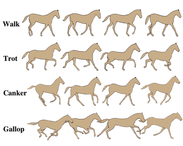 1cb16-horsegaits_med_hr