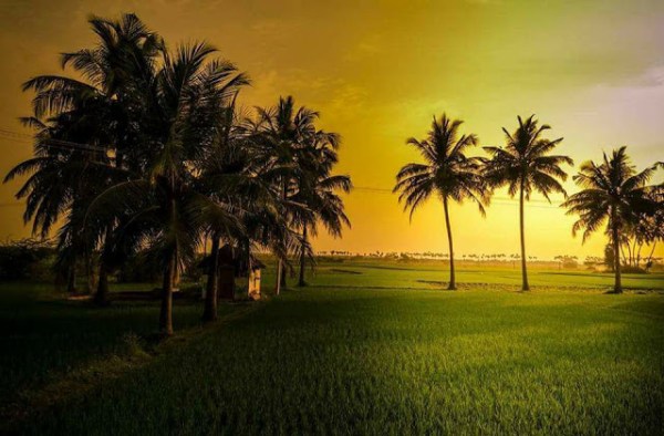 9311b-cocnut2bsunset