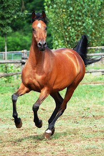 ed4ae-galloping_arabian_front_view_stock_by_folipoo-d4v84dz