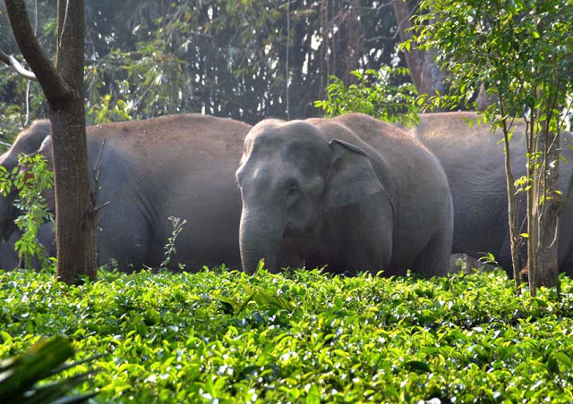 a1bdd-assam2belephants2bin2btea2bestae