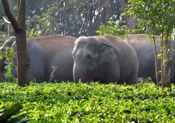 a1bdd-assam2belephants2bin2btea2bestae